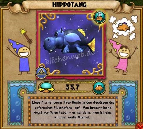 Hippotang hippotang