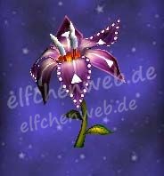 Dreiecksjuwelenblüte dreiecksjuwelenblüte