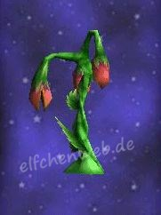 Gemeiner Wachtelrachen Wachtelrachen