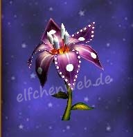 Kreisjuwelenblüte kreisjuwelenblüte