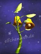 Orangefarbenes Pfefferglöckchen Pfefferglöckchen