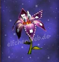 Quadratjuwelenblüte quadratjuwelenblüte