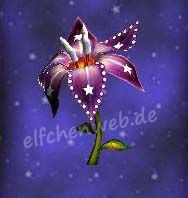 Sternjuwelenblüte sternjuwelenblüte