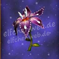 Tränenjuwelenblüte tränenjuwelenblüte