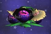 Violette Kreiselbeere Kreiselbeere