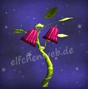 Violettes Pfefferglöckchen violettes Pfefferglöckchen