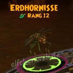 Erdhornisse erdhornisse