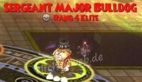 Sergeant Major Bulldog sergeant major bulldog