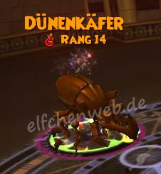 Dünenkäfer dünenkäfer