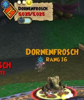 Dornenfrosch dornenfrosch