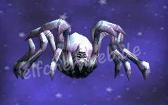 purpurspinne