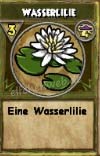 Wasserlilie wasserlilie